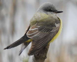 Your Christmas Bird Count Highlights