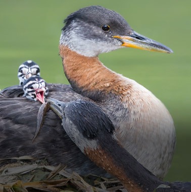 Conservation Results