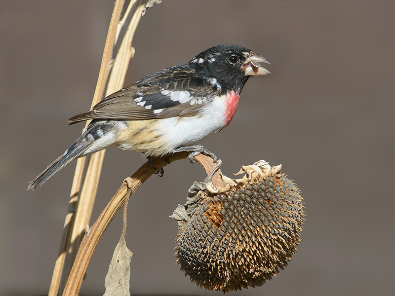 Rose-breasted Grosbeak unknown photographer Rose-breasted Grosbeak perched on a sunflower-like plant and gorging himself on autumn seeds