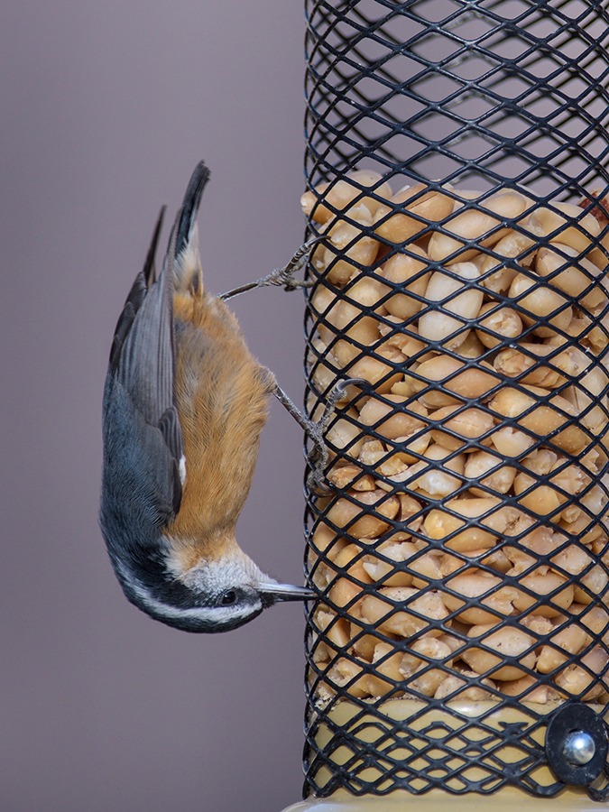 Red-breasted Nuthatch Photo by May Haga A Red-breasted Nuthatch clinging to a feeder upside-down.