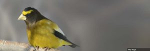 Top 6 Ways to Help Birds