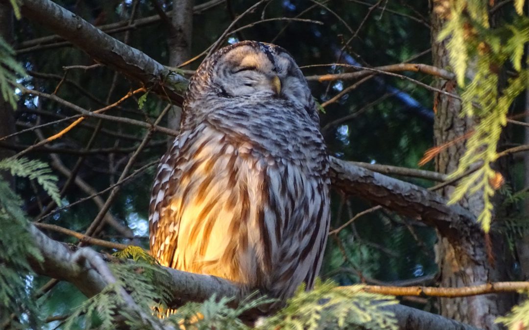 Nocturnal Owl Survey