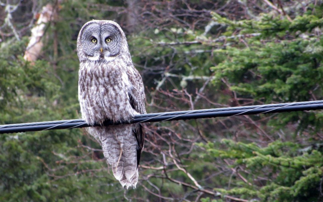 ON Owls