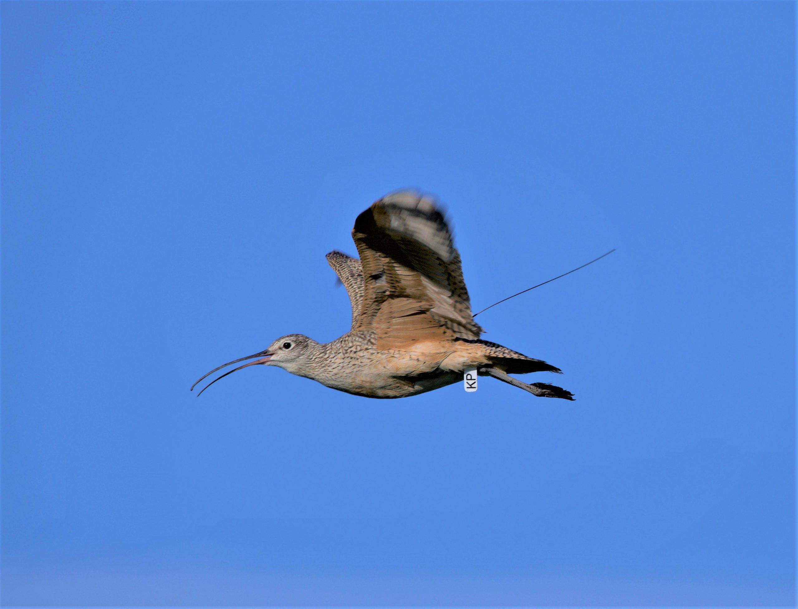 Assistant Wildlife Biologist
