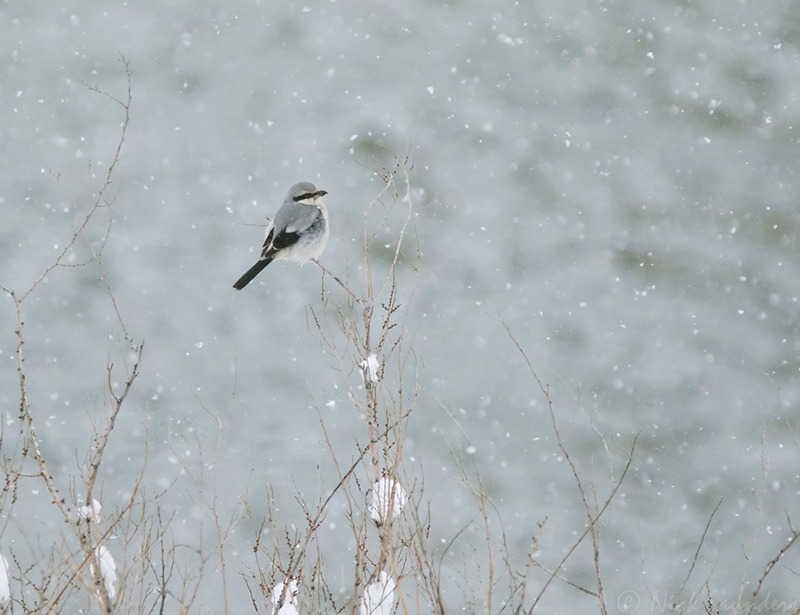 Help birds by counting the ones in your community!