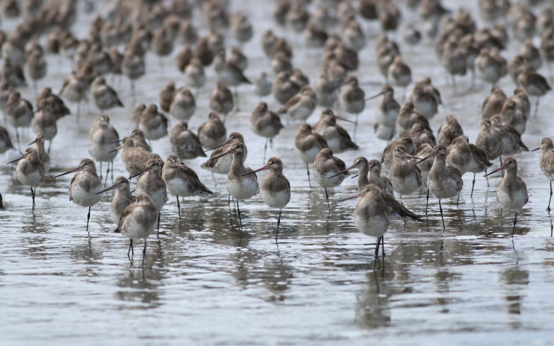The Roost