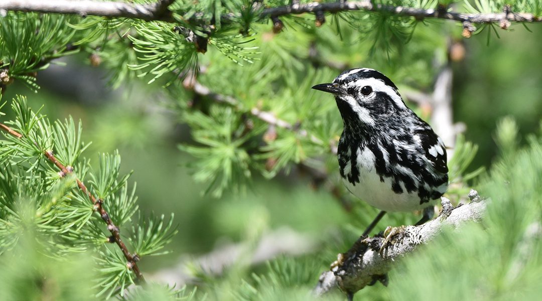 Hike for bird conservation comes to Ontario and Québec
