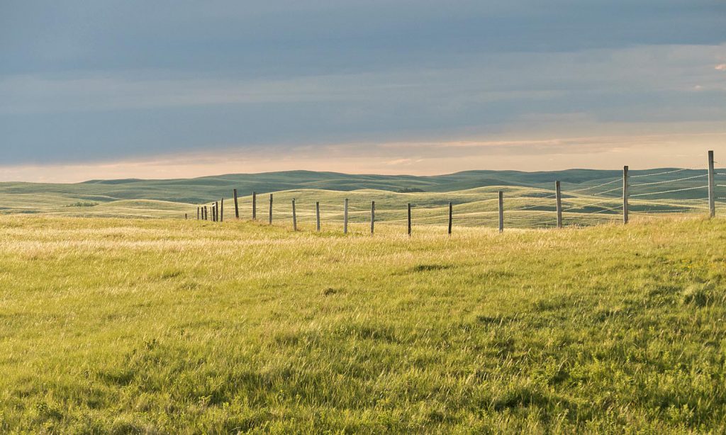 Matador grasslands_Pete Davidson
