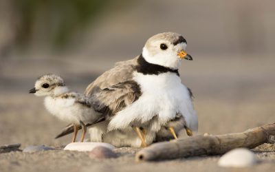 An Update on Piping Plovers at Ontario’s Wasaga Beach: Your Frequently Asked Questions