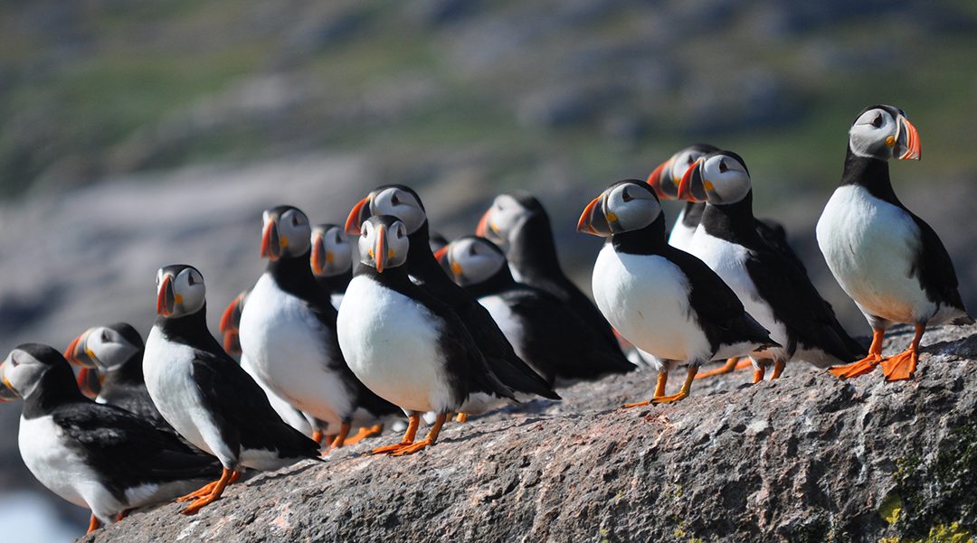 Newfoundland’s “Backyard” Breeding Bird Atlas Takes Flight