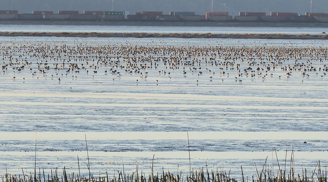 Recommendations in Roberts Bank Terminal 2 report will not sufficiently protect Canada’s birds