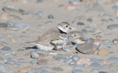 Update on our Science and Conservation Programs