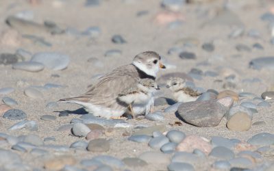 Southeast New Brunswick Coastal Stewardship Biologist