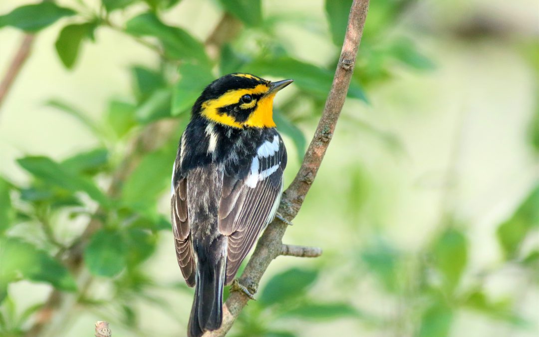 Bird migration: The greatest event this month that WASNβT cancelled!