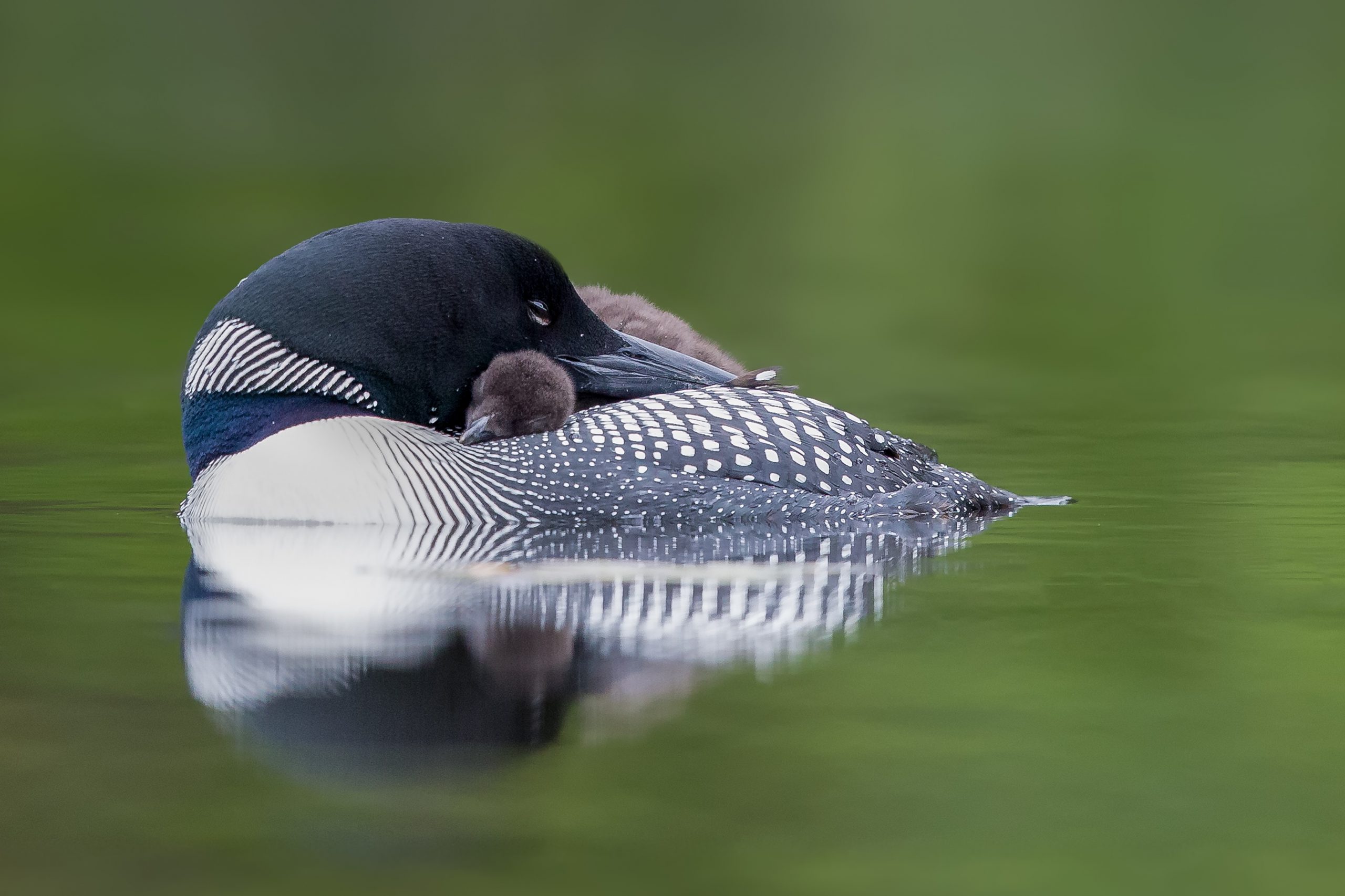 Common_Loon_credit_Missy Mandel Roost