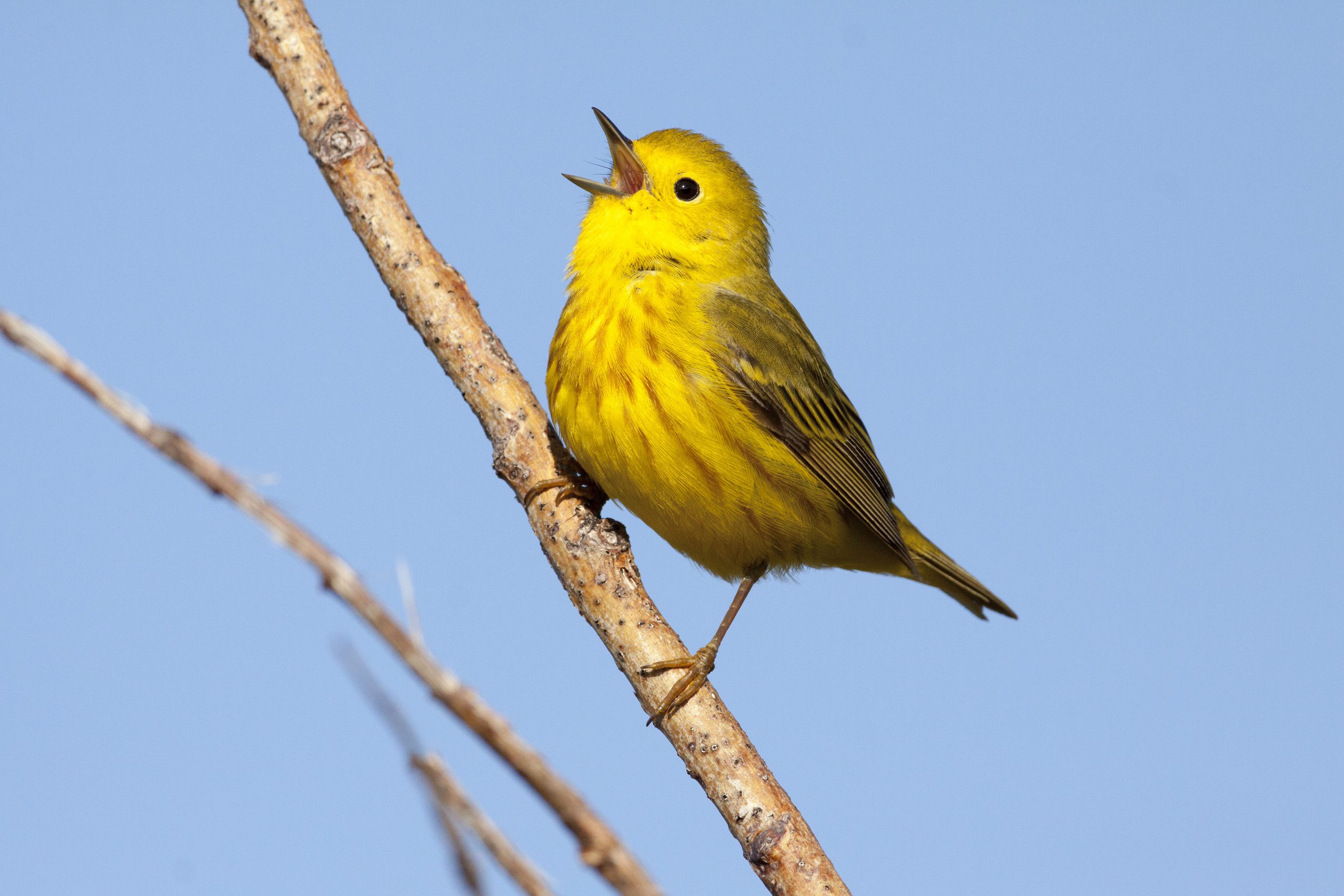 A small yellow bird sings with a puffed chest and a white open beak