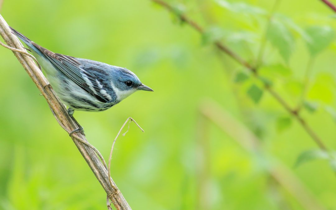 Ontario Forest Birds Program