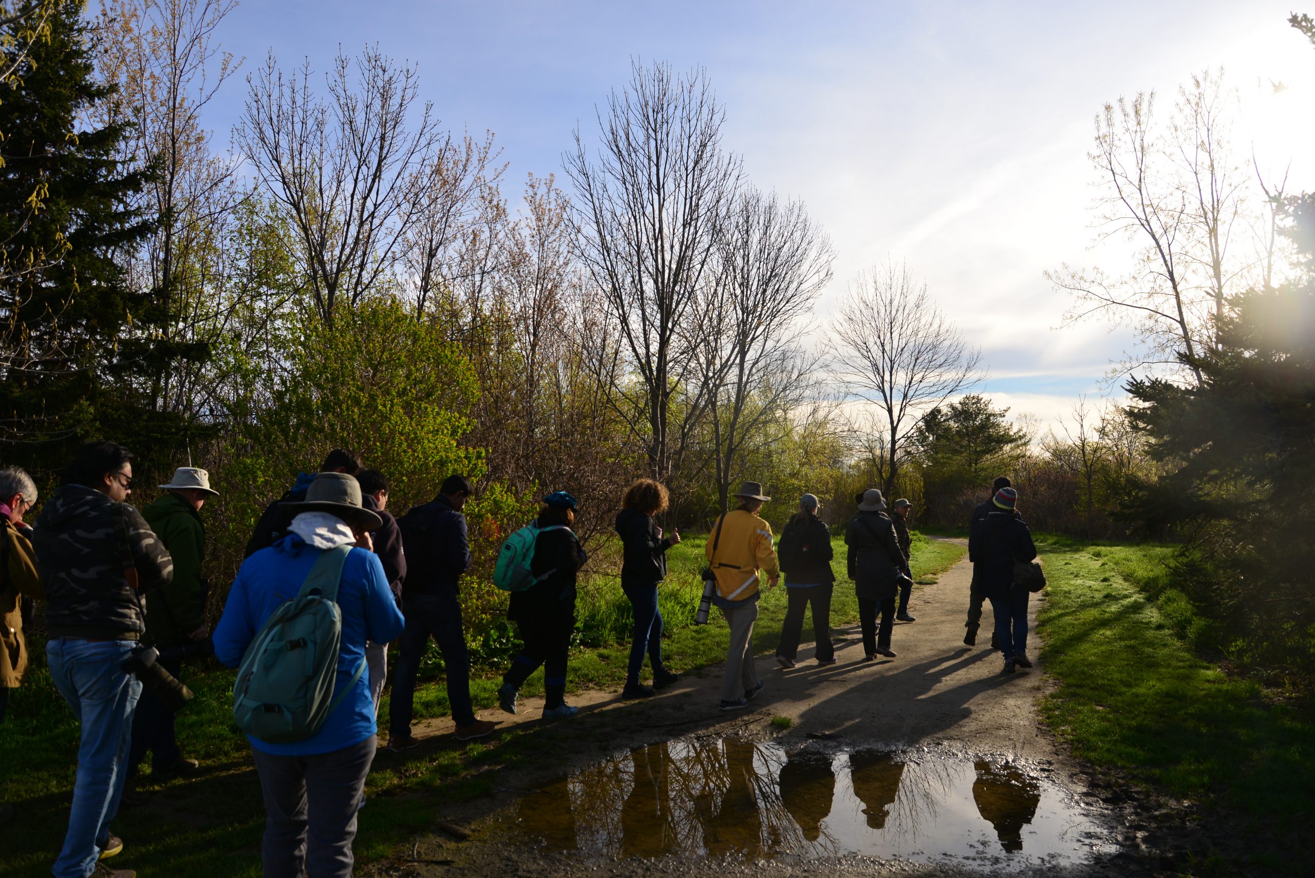 Toronto Bird Celebration Bird Walk by Andrés Jiménez Group of birders in a forest in early morning. They're walking single file across a boardwalk.
