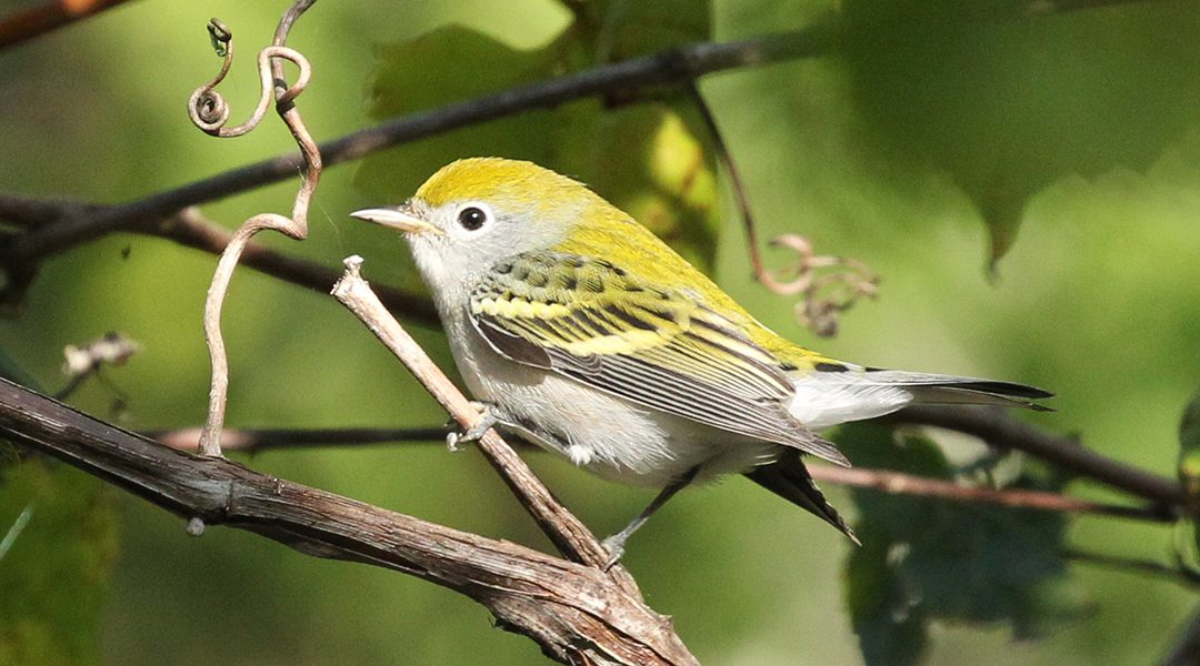 Don’t hold back – fall for birds!