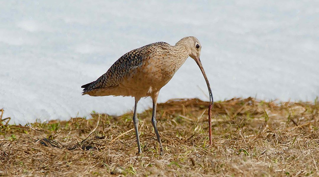 A curlew conservation community that cares