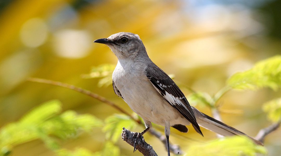 A victory for conservation partners and the Migratory Bird Treaty Act!