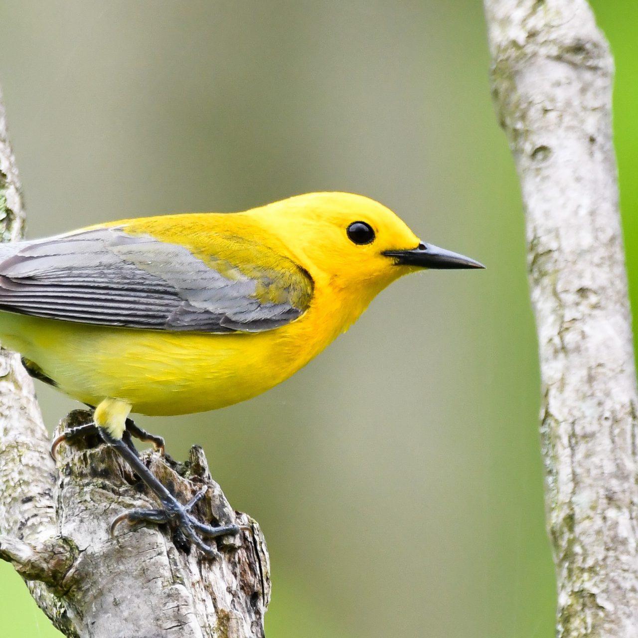 Birds Of Ontario Canada