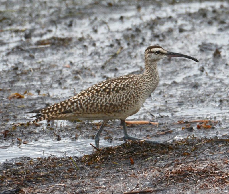 Birds need your support this fall