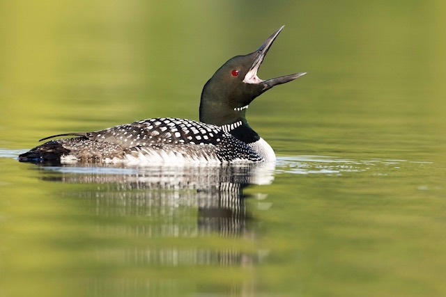 Loons_Mark Peck