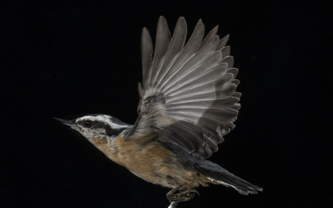 Thunder Cape Bird Observatory – Volunteer Positions