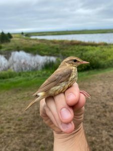 Northern Waterthrush