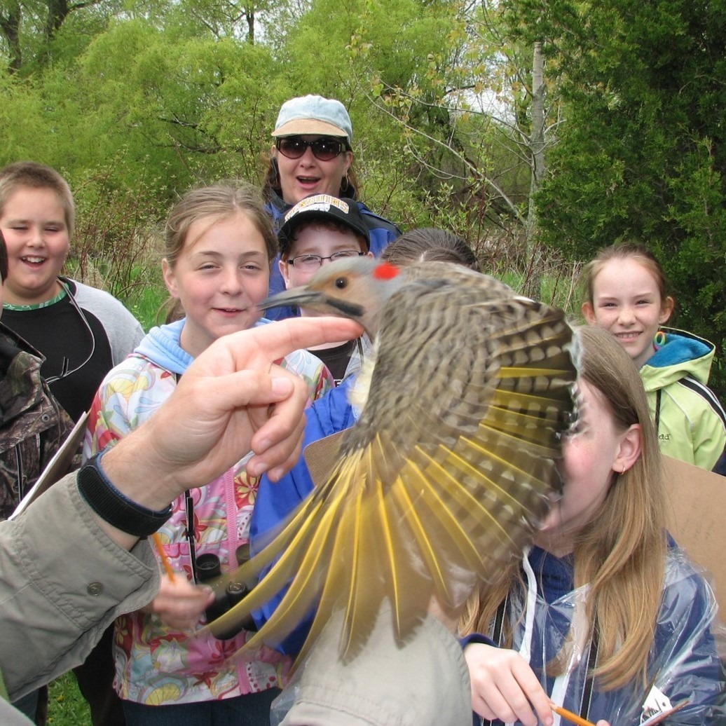 Link to Learn About Birds page. 