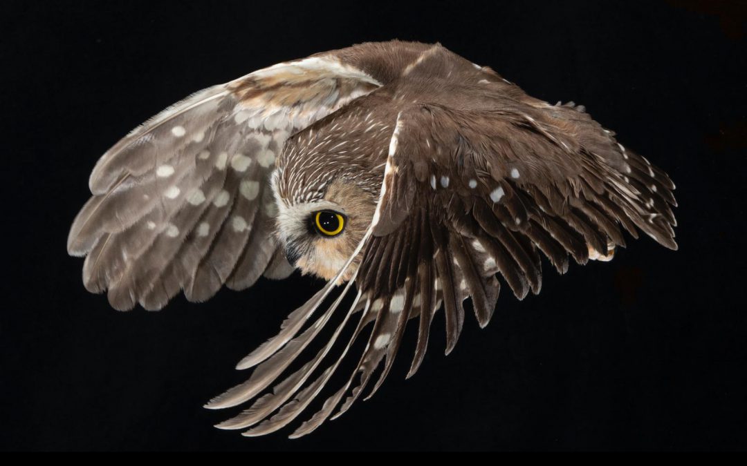 PhD opportunity: species distribution and abundance models of Canadian owls