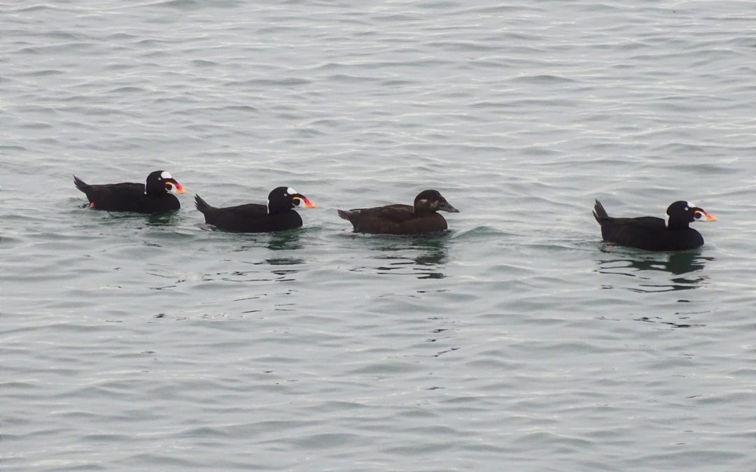 Valuable lessons learned from 20 years of Coastal Waterbird Surveys in BC