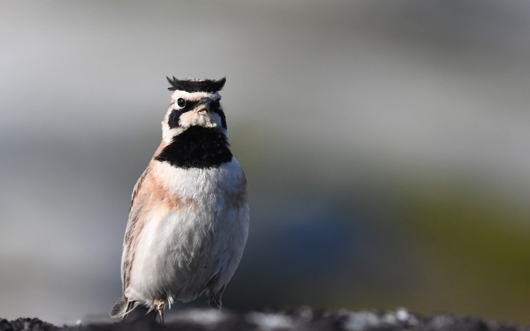 How will climate change and extreme weather impact alpine breeding birds?