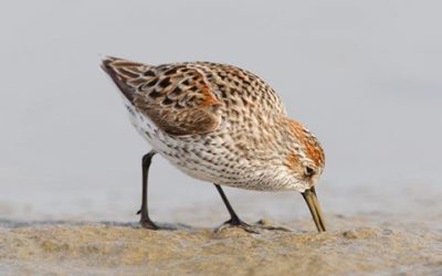 Federal Government fails to protect birds and biodiversity in Fraser River Delta with approval of Roberts Bank Terminal 2