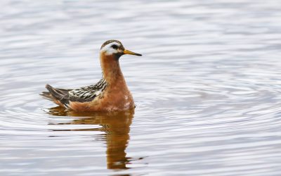 Red Phalarope: Stunning spinners