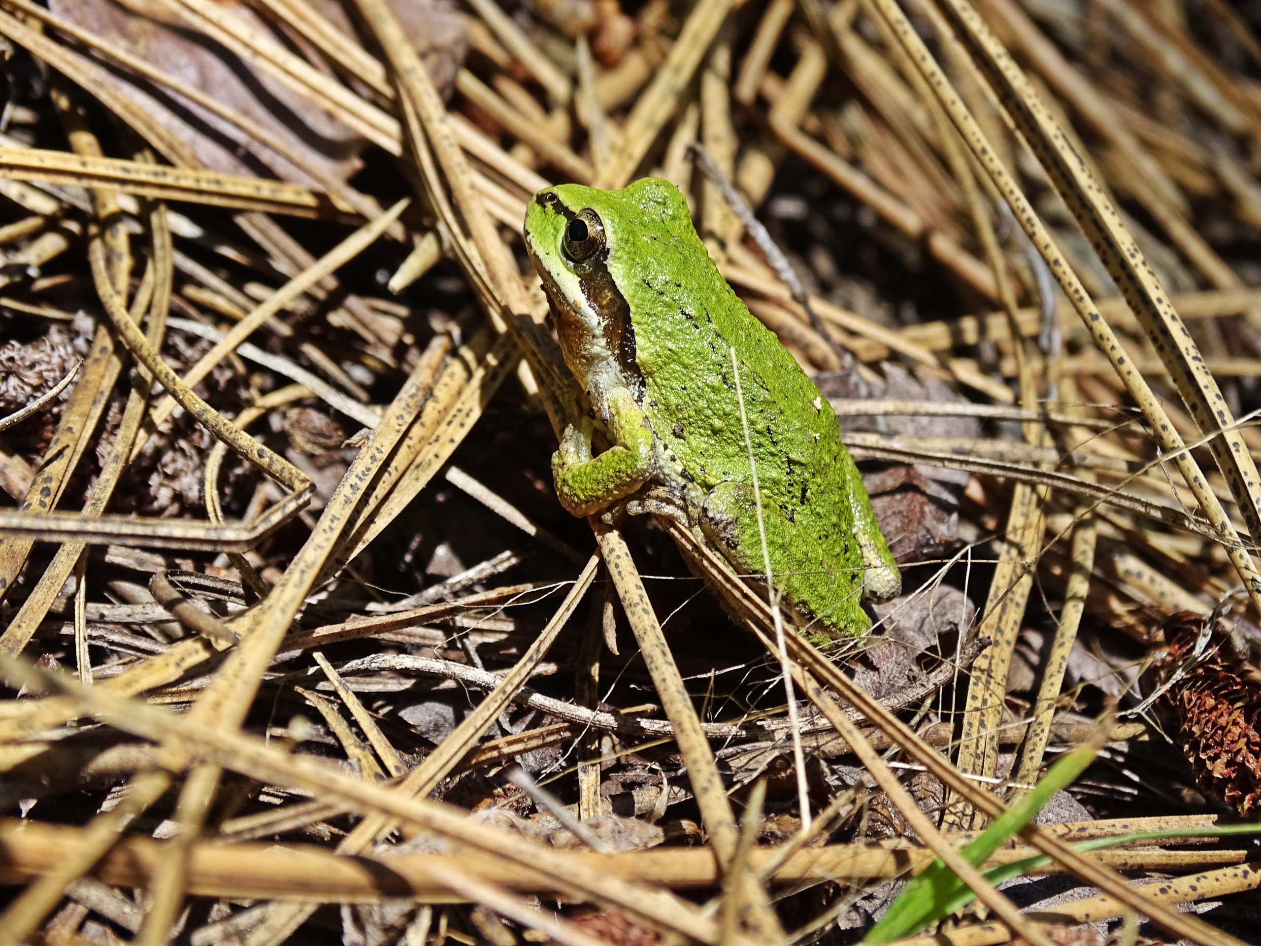 a small green frog