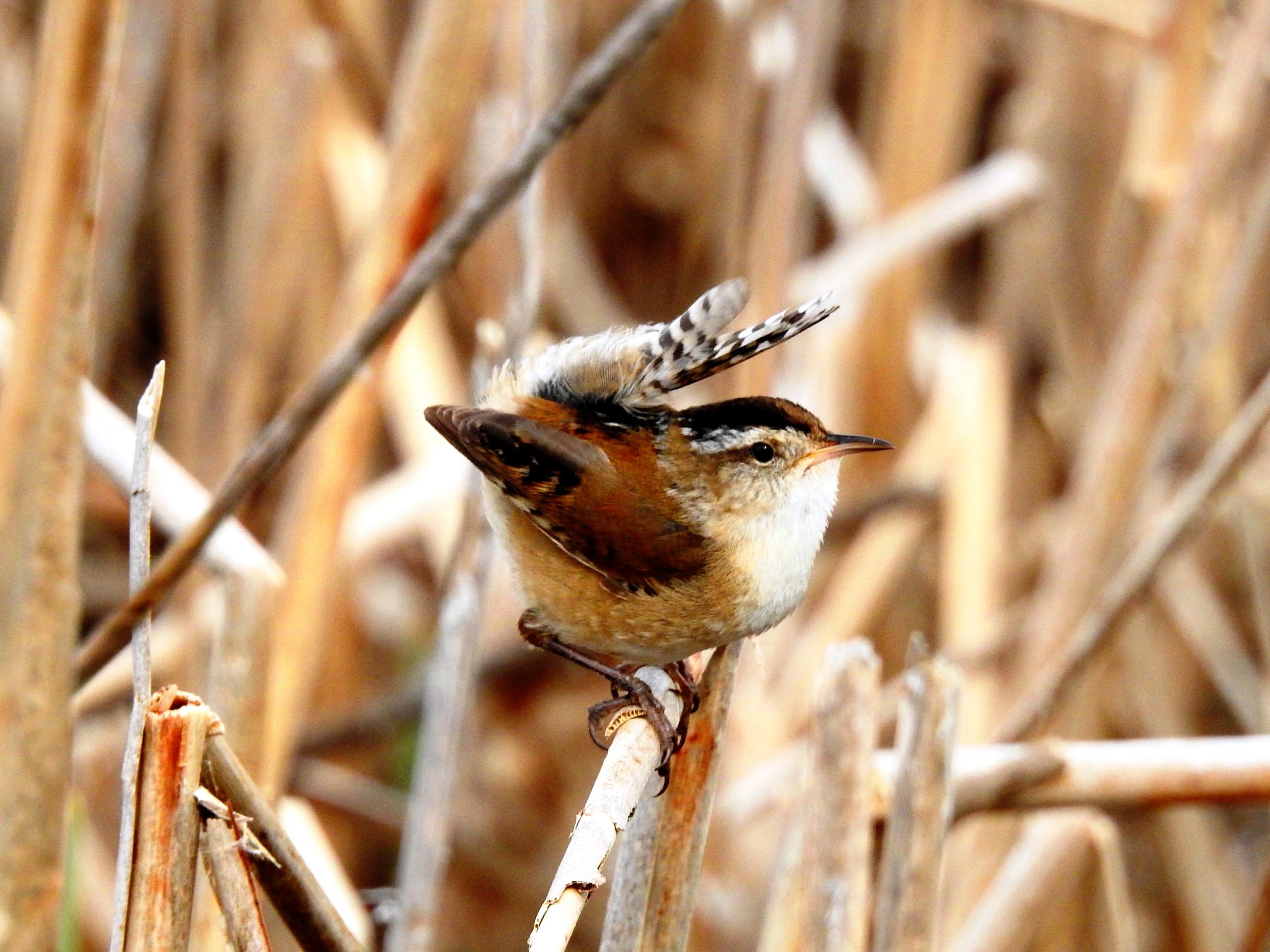 marsh wren