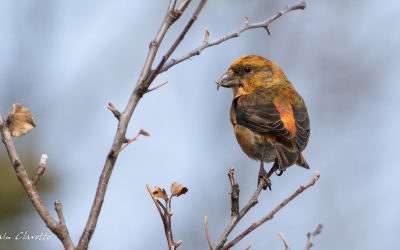 Will Travel for Cones: Red Crossbill