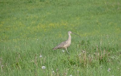 Celebrating Curlews in Canada’s west and beyond!