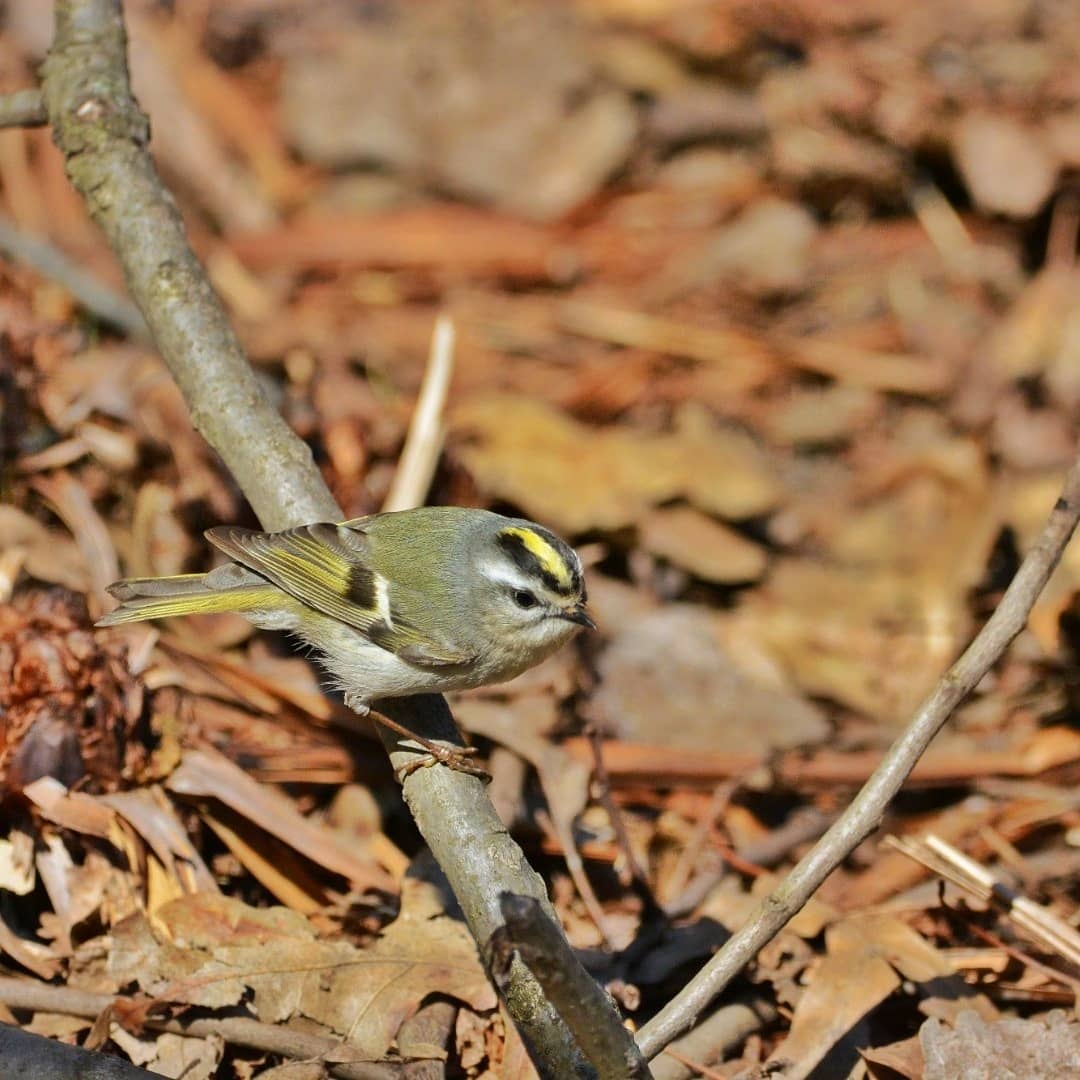 Birdathon_EagleClub_Golden-crownedKinglet_Jennifer Nantais