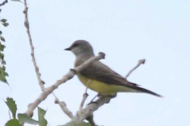 Western Kingbird