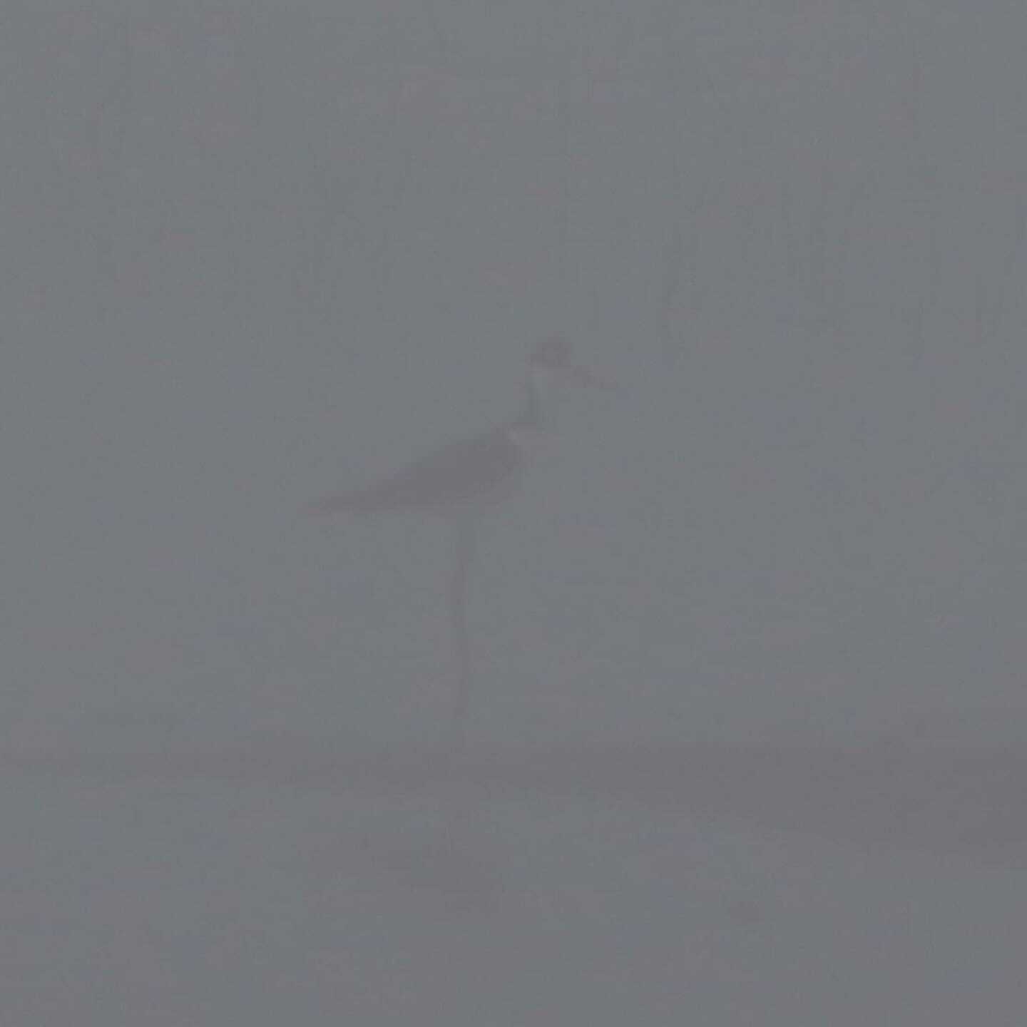 Black-necked Stilt