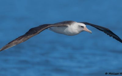 World Albatross Day focuses attention on the High Seas