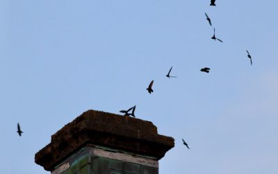 Municipal wins for our upstairs neighbours – Chimney Swifts