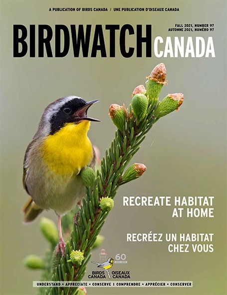 The fall 2020 cover of BirdWatch Canada. The cover features a singing Marsh Wren clinging to a reed, with its tail lifted to the sky at an improbable angle