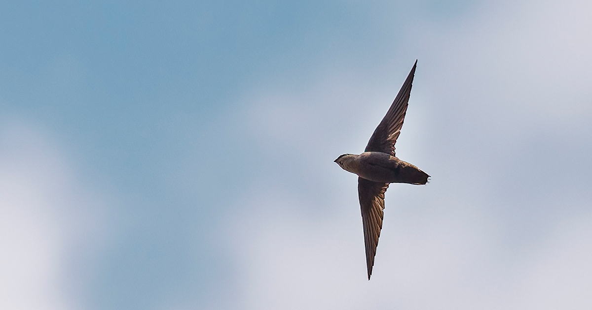 A Chimney Swift flies overhead with a small tube-shaped body and long, curved wings.
