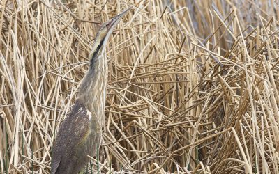 Volunteers needed for the Quebec Marsh Monitoring Program