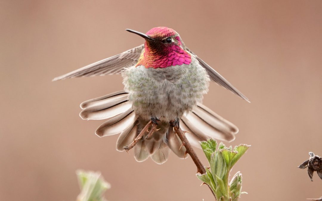 Vancouver Bird Celebration