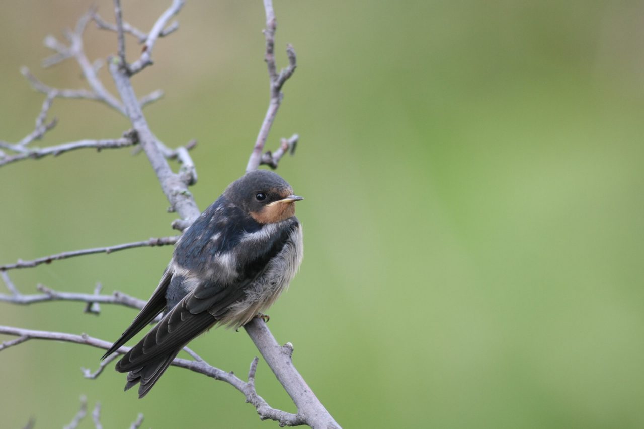 Federal government announces changes to Migratory Birds Regulations